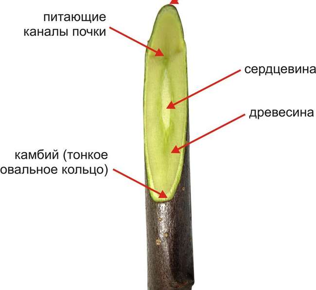 Что такое камбий ствол яблони в разрезе