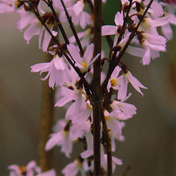 Фото форзиции розовой