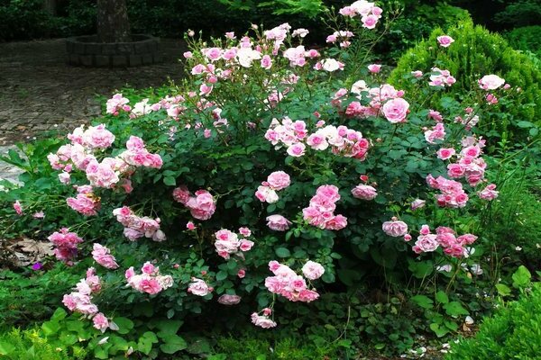 Канадские розы мартин фробишер фото описание