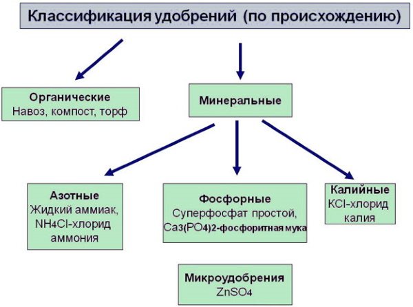 Купальница цветок. Фото и описание, выращивание, размножение в саду, огороде