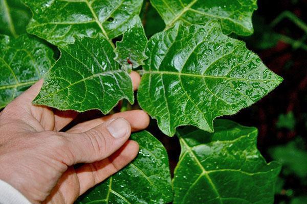 Молодые листья растения вида Brugmansia sanguinea