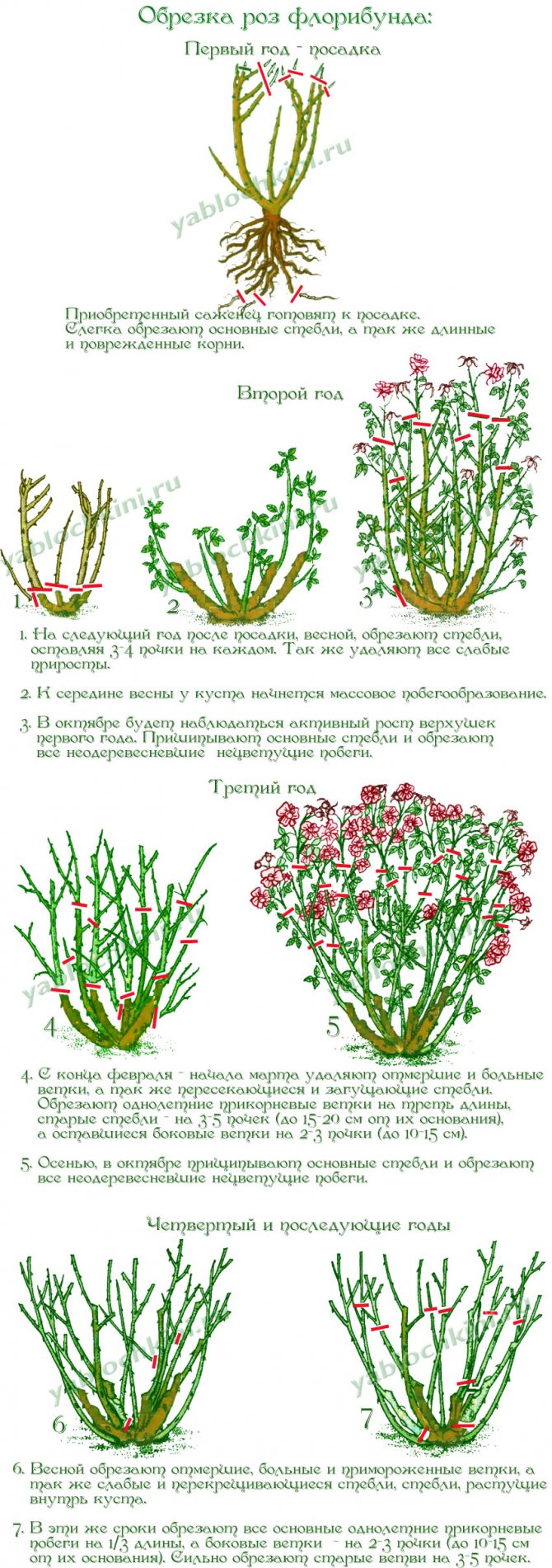 Схема обрезки плетистой розы весной