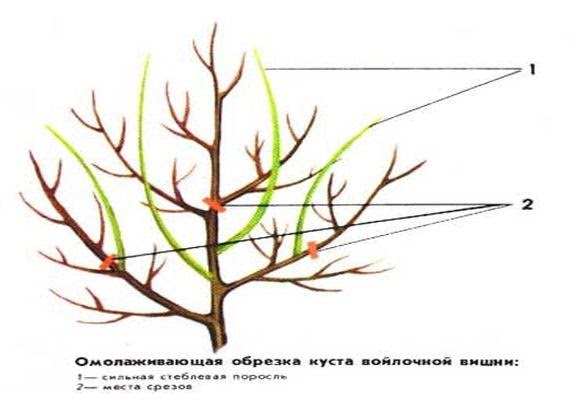 омолаживающее формирование