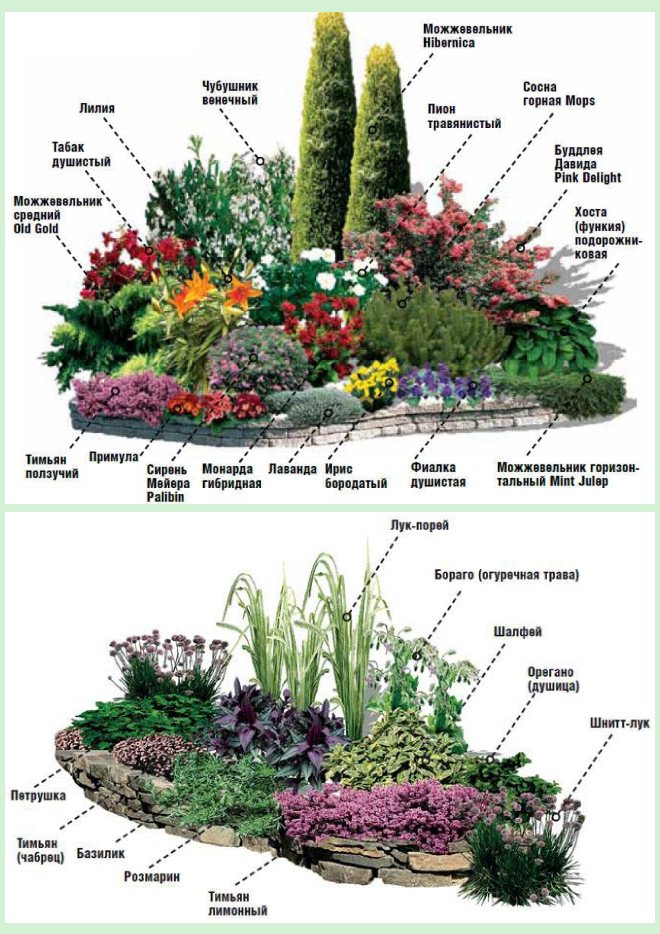 Клумба из многолетников для начинающих схемы и фото и названия
