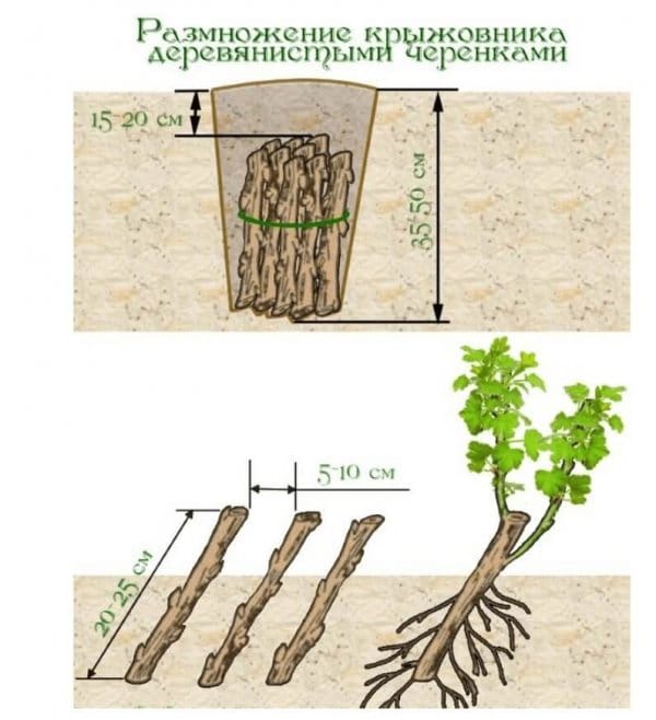 Размножение крыжовника черенками