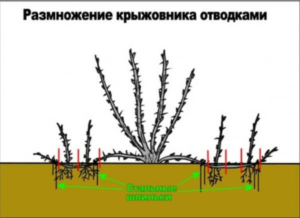 Размножение крыжовника отводками