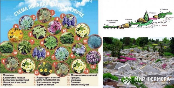 Схема размещения растений на альпийской горке