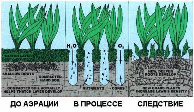 Смысл аэерации