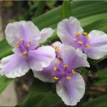 Традесканция Андерсона (Tradescantia andersoniana)