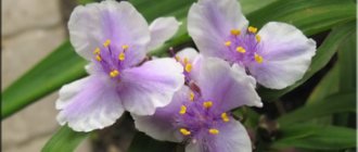 Традесканция Андерсона (Tradescantia andersoniana)