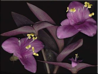 Традесканция, или Сеткреазия пурпурная (Tradescantia pallida, Setcreasea purpurea). Синоним: Традесканция Пурпурное сердце (Tradescantia Purple Heart)