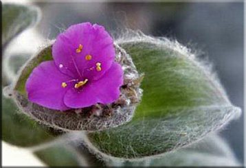 Традесканция силламонтана (Tradescantia sillamontana)