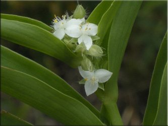 Традесканция толстая (Tradescantia crassula)