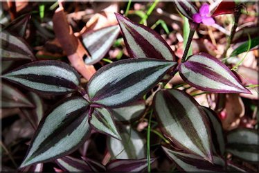 Традесканция зебровидная (Tradescantia zebrina)