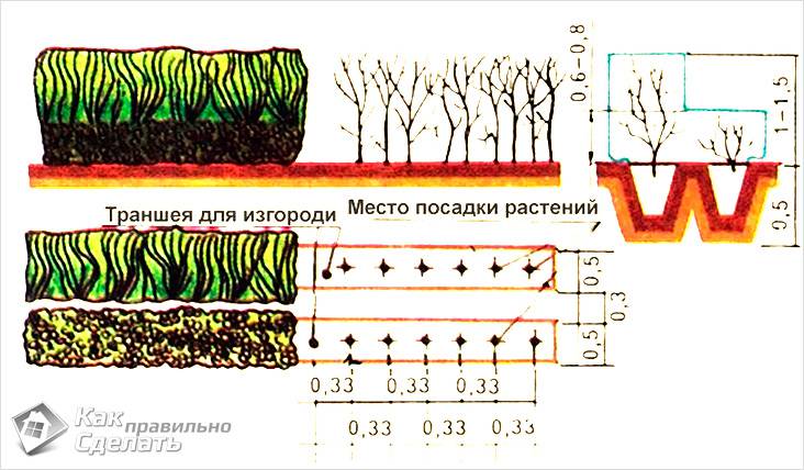 Высадка изгороди