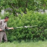 Живая изгородь быстрорастущая многолетняя вечнозелёная: виды растений