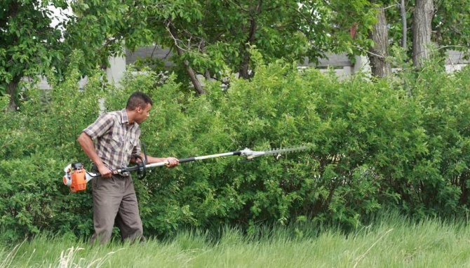 Живая изгородь быстрорастущая многолетняя вечнозелёная: виды растений