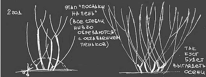 Живая изгородь быстрорастущая многолетняя вечнозелёная: виды растений