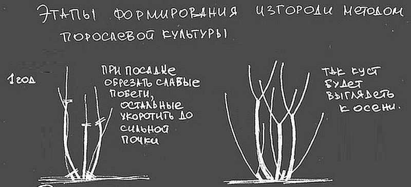 Живая изгородь быстрорастущая многолетняя вечнозелёная: виды растений